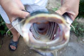 pescuit la dunare - img5820.jpg